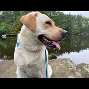 Meet your Posher, Cameron